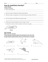 How Do Amphibians Develop?